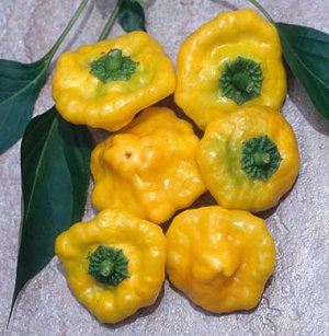 Jamaican Yellow Pepper seed Capsicum annuum 